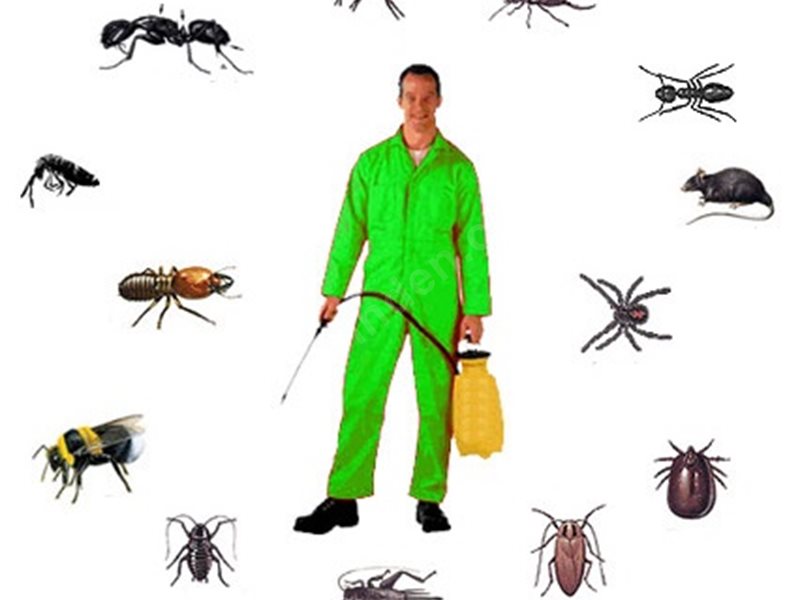 Kabataş Böcek İlaçlama